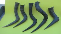 Wholesale African Red Hartebeest Horns for sale 13 to 20 inches - Min: 2 pcs @ $10.00 each