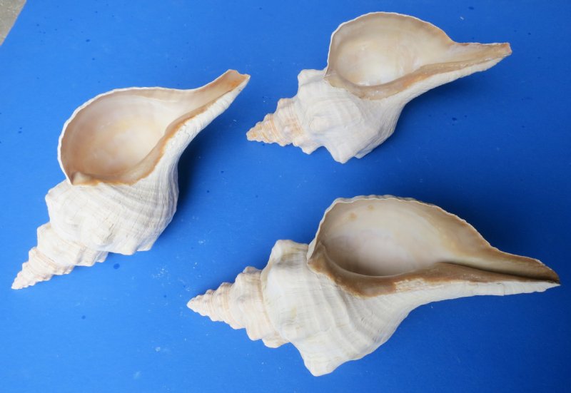 Wholesale Horse Conch Shells for sale