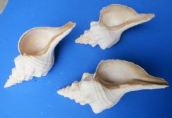 Wholesale 10 inch Horse Conch Shells, the official state seashell of Florida - $19.50 each