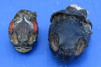 Wholesale Mixed Turtle Heads (Dry Preserved in borax)  1-1/4 to 2 inch in size (red eared, map, cooter, common snapper and softshell) - Packed: 2 pcs @ $10.00 each; Packed; 8 pcs @ $9.00 each
