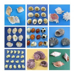 Hermit Crabs Shells 