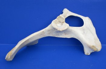 Wholesale Water Buffalo Hip bones (half pieces) 16 inches to 20 inches - <font color=red>*SALE* </font> 8 pcs @ $6.00 each