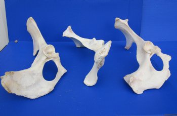 Wholesale Water Buffalo Hip bones (half pieces) 16 inches to 20 inches - <font color=red>*SALE* </font> 8 pcs @ $6.00 each