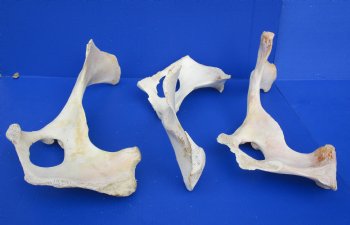Wholesale Water Buffalo Hip bones (half pieces) 16 inches to 20 inches - <font color=red>*SALE* </font> 8 pcs @ $6.00 each