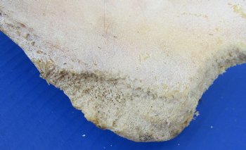 Wholesale Water Buffalo Hip bones (half pieces) 16 inches to 20 inches - <font color=red>*SALE* </font> 8 pcs @ $6.00 each