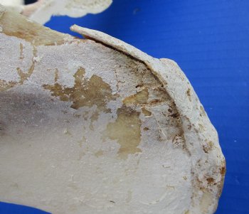 Wholesale Water Buffalo Hip bones (half pieces) 16 inches to 20 inches - <font color=red>*SALE* </font> 8 pcs @ $6.00 each