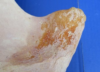 Wholesale Water Buffalo Hip bones (half pieces) 16 inches to 20 inches - <font color=red>*SALE* </font> 8 pcs @ $6.00 each