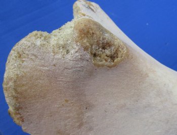 Wholesale Water Buffalo Hip bones (half pieces) 16 inches to 20 inches - <font color=red>*SALE* </font> 8 pcs @ $6.00 each