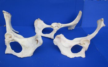 Wholesale Water Buffalo Hip bones (half pieces) 16 inches to 20 inches - <font color=red>*SALE* </font> 8 pcs @ $6.00 each