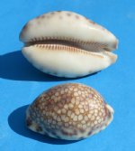 2  to 3 inches wholesale Harlequin cowrie shells - 600 pcs @ $.28 each