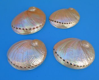 6" to 6-7/8" Pearlized Greenlip Abalone Shell - 2 pcs @ $12 each; 8 pcs @ $10.80 each