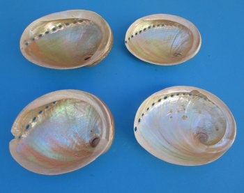 6" to 6-7/8" Pearlized Greenlip Abalone Shell - 2 pcs @ $12 each; 8 pcs @ $10.80 each