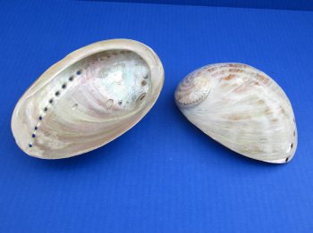 6 inches Polished Haliotis Laevigata Abalone Shells - (2 pcs, 10 pcs)