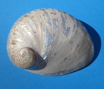 6" to 6-7/8" Semi-Pearlized Greenlip Abalone Shell - 2 pcs @ $10 each; 8 pcs @ $9.00 each