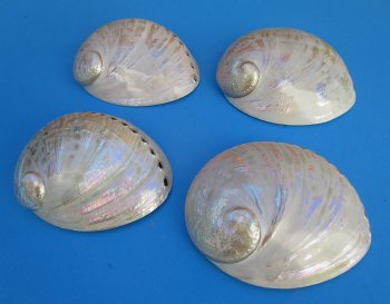 6" to 6-7/8" Semi-Pearlized Greenlip Abalone Shell - 2 pcs @ $10 each; 8 pcs @ $9.00 each