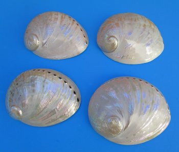 6" to 6-7/8" Semi-Pearlized Greenlip Abalone Shell - 2 pcs @ $10 each; 8 pcs @ $9.00 each