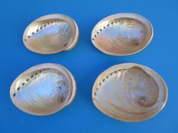 6" to 6-7/8" Semi-Pearlized Greenlip Abalone Shell - 2 pcs @ $10 each; 8 pcs @ $9.00 each