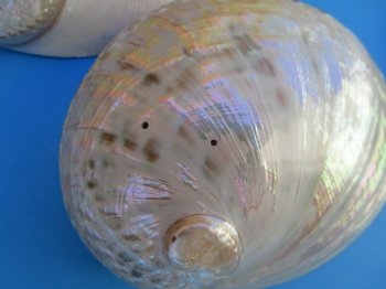 6" to 6-7/8" Semi-Pearlized Greenlip Abalone Shell - 2 pcs @ $10 each; 8 pcs @ $9.00 each