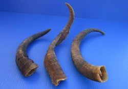 Wholesale Natural Goat Horns - 12 inches to 16 inches - 3 pcs @ $4.25 each