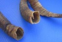 Wholesale Natural Goat Horns - 14 inches to 18 inches - 2 pcs @ $7.50 each; 12 pcs @ $6.75 each