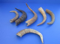 Wholesale Natural Goat Horns - 8 inches to 12 inches - 6 pcs @ $2.50 each; 30 pcs @ $2.00 each 