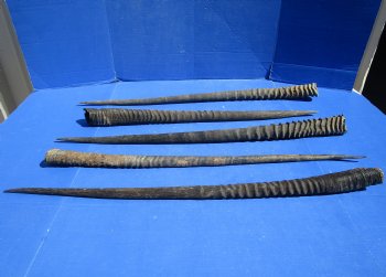 B-Grade Gemsbok Horns for sale (2 pc, 8 pc)