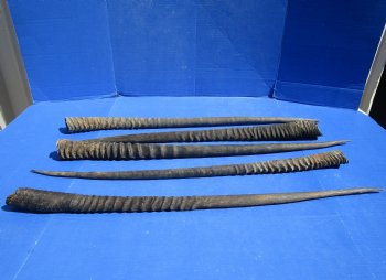 B-Grade Gemsbok Horns for sale (2 pc, 8 pc)