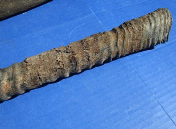 B-Grade Gemsbok Horns for sale (2 pc, 8 pc)