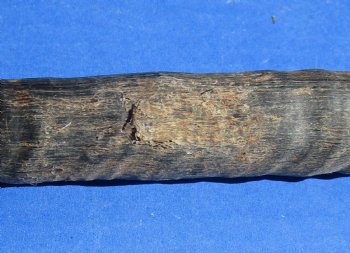 B-Grade Gemsbok Horns for sale (2 pc, 8 pc)