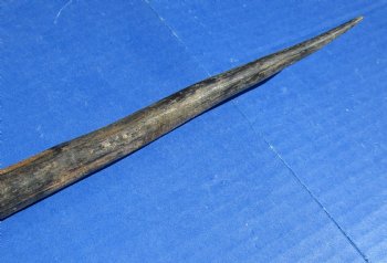 B-Grade Gemsbok Horns for sale (2 pc, 8 pc)