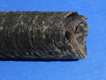 B-Grade Gemsbok Horns for sale (2 pc, 8 pc)