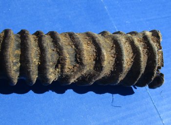 B-Grade Gemsbok Horns for sale (2 pc, 8 pc)