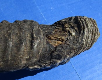 B-Grade Gemsbok Horns for sale (2 pc, 8 pc)