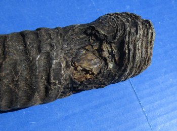 B-Grade Gemsbok Horns for sale (2 pc, 8 pc)