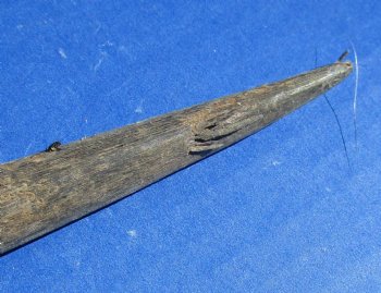 B-Grade Gemsbok Horns for sale (2 pc, 8 pc)