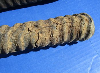 B-Grade Gemsbok Horns for sale (2 pc, 8 pc)