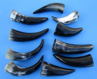 6 to 8 inches Wholesale Polished Cattle/Cow Horns - 5 pcs @ $2.75 each 