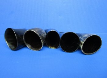 Wholesale 8 to 12 inches Polished Cattle and Cow Horns from India - 2 pcs @ $6.50 each 