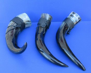 20 to 24 inch Wholesale Polished Buffalo Hanging drinking horn with horn holster - 2 pcs @ $20.00 each; 8 pcs @ 18.00 each