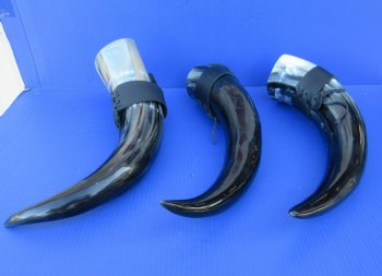 20 to 24 inch Wholesale Polished Buffalo Hanging drinking horn with horn holster - 2 pcs @ $20.00 each; 8 pcs @ 18.00 each