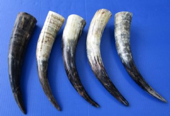 Lightly Polished and Sanded Cattle/Cow Horns Wholesale - 13 to 16 inches - 2 pcs @ $6.00 each; 20 pcs @ $5.00 each