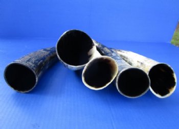 Lightly Polished and Sanded Cattle/Cow Horns Wholesale - 13 to 16 inches - 2 pcs @ $6.00 each; 20 pcs @ $5.00 each