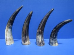 Lightly Polished and Sanded Cattle/Cow horns - 9 to 12 inches - 3 pcs @ $4.25 each; 30 pcs @ $3.75 each