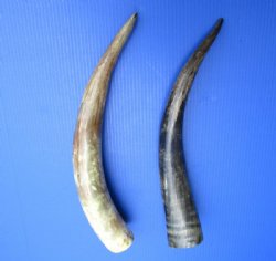 Lightly Polished and Sanded Cattle/Cow horns 16 to 20 inches - 2 pcs @ $10.00 each; 10 pcs @ $9.00 each
