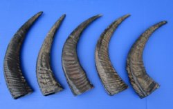Semi-polished water buffalo horns wholesale, 16 to 18 inches - 2 pcs @ $15.00 each; 10 pcs @ $13.25 each