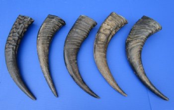 Semi-polished water buffalo horns wholesale, 16 to 18 inches - 2 pcs @ $15.00 each; 10 pcs @ $13.25 each