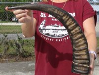 Wholesale Semi-polished water buffalo horns, measuring approximately 25 to 29 inches - $35.00 each; 6 pcs @ $31.00 each