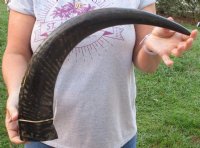 Wholesale Semi-polished water buffalo horns, measuring approximately 25 to 29 inches - $35.00 each; 6 pcs @ $31.00 each