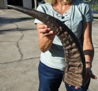 Wholesale Semi-polished water buffalo horns, measuring approximately 25 to 29 inches - $35.00 each; 6 pcs @ $31.00 each