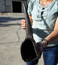 Wholesale Semi-polished water buffalo horns, measuring approximately 25 to 29 inches - $35.00 each; 6 pcs @ $31.00 each